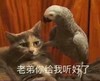 萌宠 猫星人 老弟你给我听好了 教训 呆萌 可爱