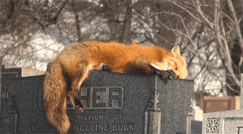 狐狸 睡觉 可爱 墓碑