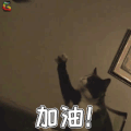 萌宠 猫咪 猫 赞 加油 soogif soogif出品