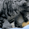 内涵 段子 猫咪 萌宠