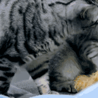 内涵 段子 猫咪 萌宠