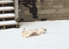 柯基 玩雪 萌 萌翻了