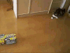 钻进 圆满 猫 搞笑 萌 gif 生就