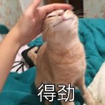 猫咪 猫 萌宠 得劲 搞怪
