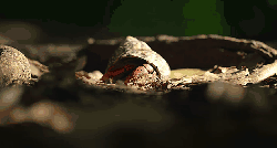 动物 纪录片 维尔京群岛 美国 螃蟹 钳子