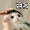 萌宠 猫星人 冲鸭 呆萌 搞怪 逗