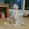 萌宠 猫星人 有吃的吗 请问 呆萌 可爱