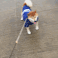 汪星人 萌宠 可爱 狗狗