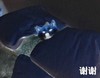 谢谢 猫咪 搞笑 睡觉 晚安