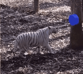 老虎 吓到了 玩塑料 惊吓