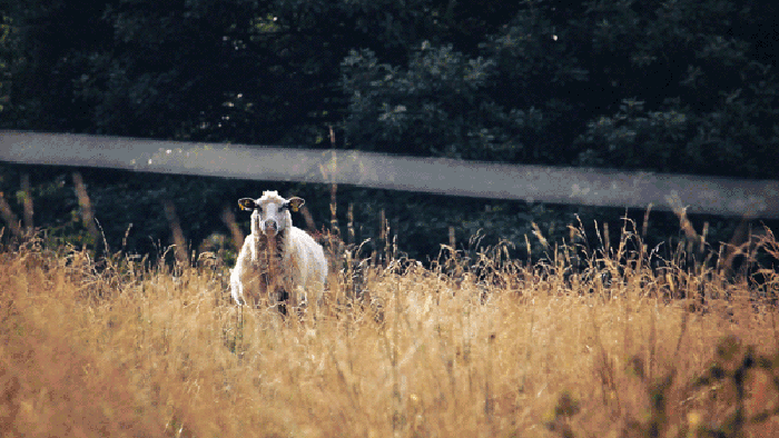 羊 小风 孤独 绿叶