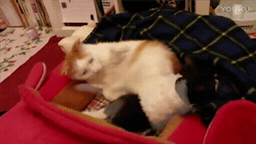 猫咪 可爱 萌宠 玩耍 不睡滚