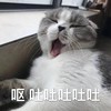萌宠 猫星人 呕 吐吐吐 呆萌 可爱