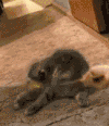货主 猫