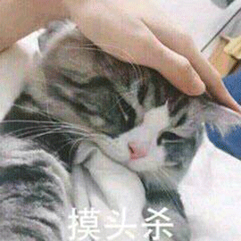 萌宠 猫咪 猫 喵星人 摸头杀 可爱