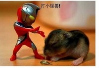 打小怪兽 奥特曼 仓鼠 迪迦