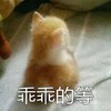 萌宠 喵星人 乖乖的等 就坐在这里等着 可爱 憨憨