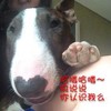 打招呼 哈喽 小狗 搞笑 可爱
