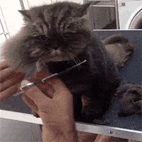搞笑 猫咪 萌宠 可爱 喵星人