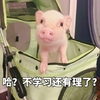 萌宠 小猪 哈 不学习还有理了 呆萌 可爱