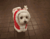 狗 服装 站立 萌萌哒 dog