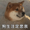 萌宠 汪星人 注定悲哀 生无可恋 憨憨 呆萌