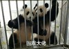 熊猫 国宝 围观大佬 笼子