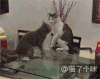 动物 猫咪 摔跤 客厅 餐桌 卧槽 激烈