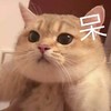 萌宠 猫星人 呆 愣住 可爱 搞怪 呆萌