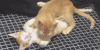猫咪 亲亲 搞笑 可爱