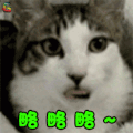萌宠 猫咪 猫 狗狗 略 吐舌 soogif soogif出品