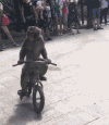 猴子 搞笑 骑车 尴尬