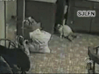 猫吓猫 吓死猫 萌 可爱
