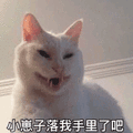 沙雕猫 猫咪 猫 可爱猫 猫表情包 猫咪表情包 小猫