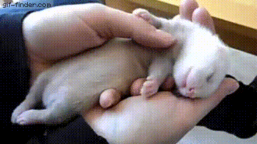 白鼠 熟睡 可爱 睡梦