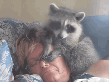 浣熊 raccoon 午睡 枕头 捣乱
