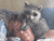 浣熊 raccoon 午睡 枕头 捣乱
