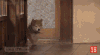 柴犬 乖巧 宝宝 可爱