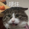 萌宠 猫星人 哽住 无奈 呆萌 可爱