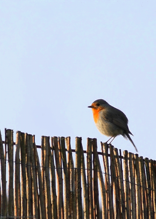 小鸟 叽叽喳喳 围栏 可爱