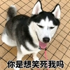 萌宠 汪星人 你是想笑死我吗 哈哈哈 搞怪 呆萌