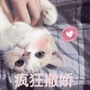 萌宠 猫星人 疯狂撒娇 开心 呆萌 可爱