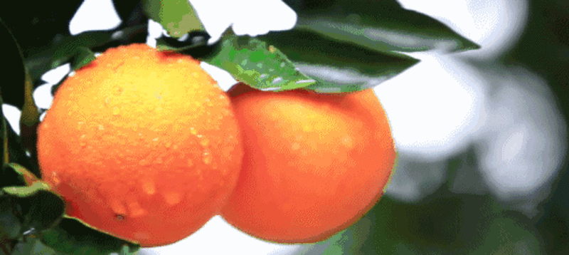 养生 水果 健康 橙子