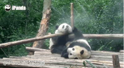 大熊猫 国宝 萌 摇晃