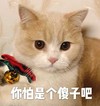 萌宠 喵星人 你怕是个傻子 看着你 呆萌 嫌弃