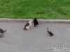 猫猫 狗狗 鸽子 打闹 玩耍 吓尿