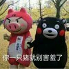 你一只猪就别害羞了 熊本熊 猪 可爱