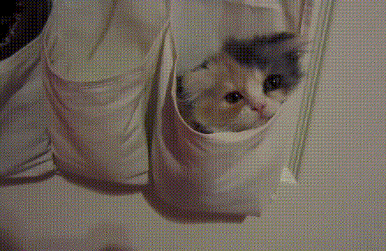 猫咪 可爱 呆萌 布袋