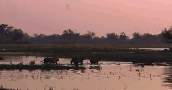 一群 一起 动物 夕阳 掠食动物战场 狮子 纪录片