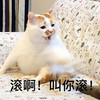 萌宠 喵星人 滚啊 叫你滚 呆萌 可爱